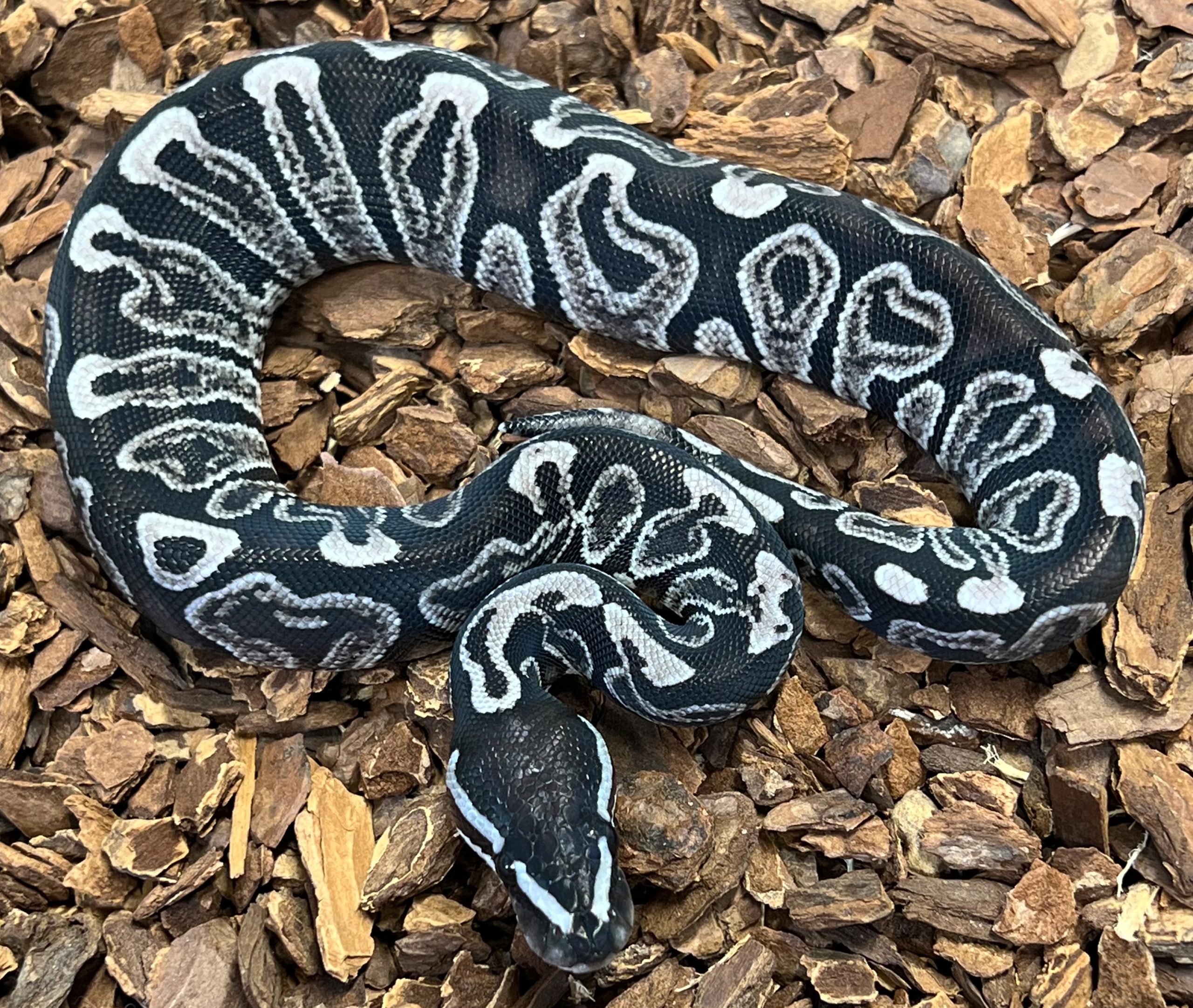snakes-for-sale-Axanthic GHI