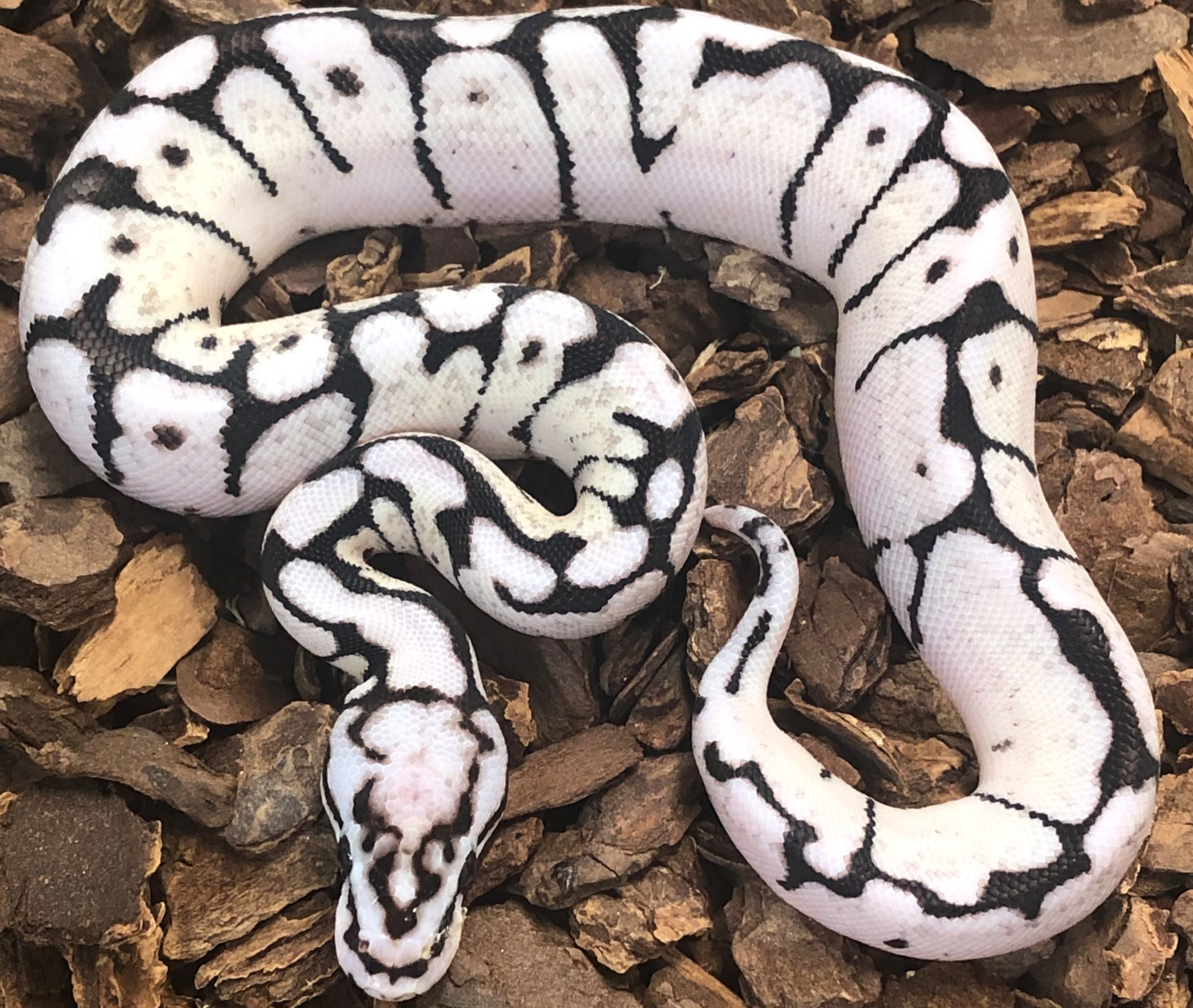 snakes-for-sale-Axanthic Pastel Spider