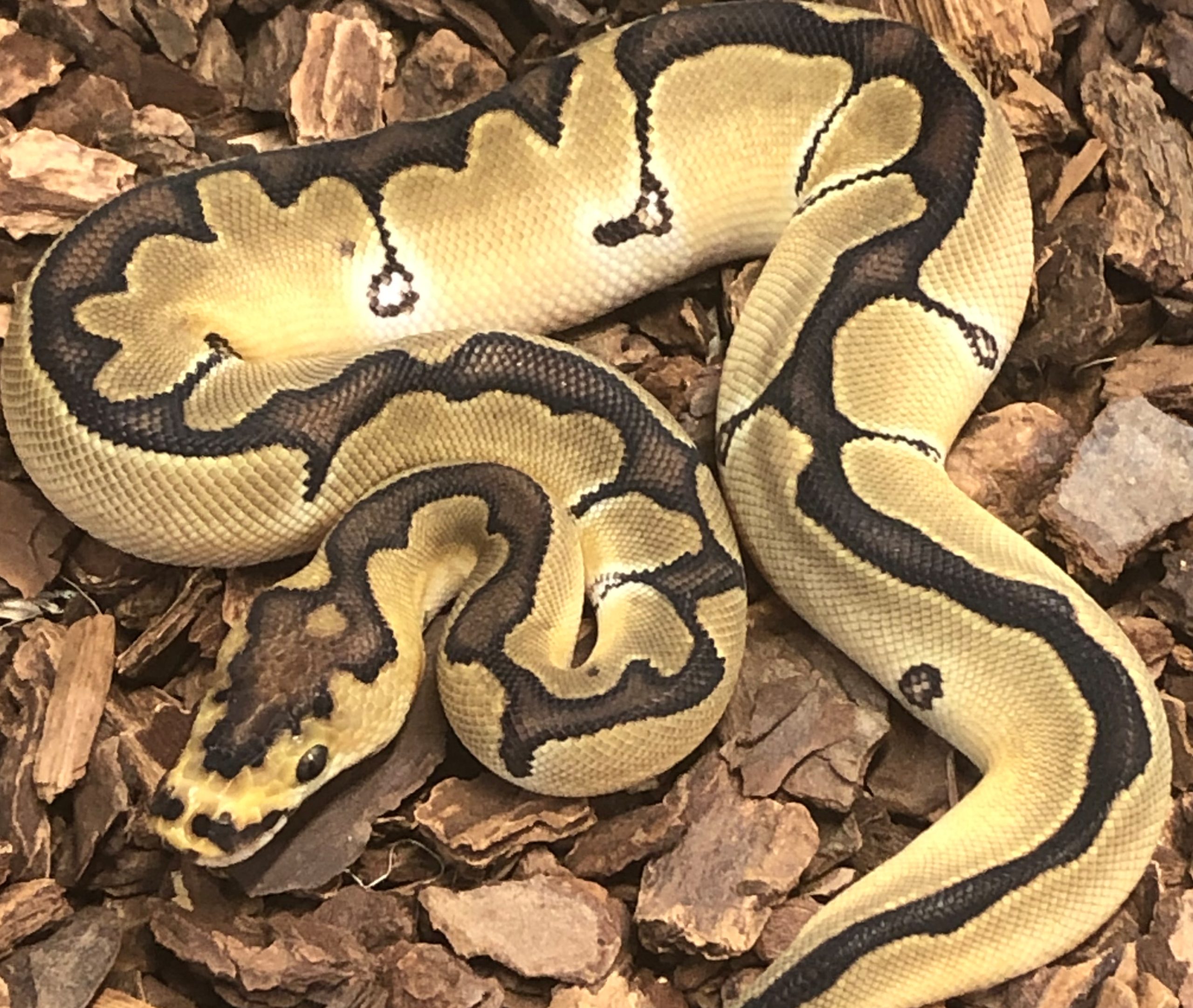 snakes-for-sale-Enchi Clown