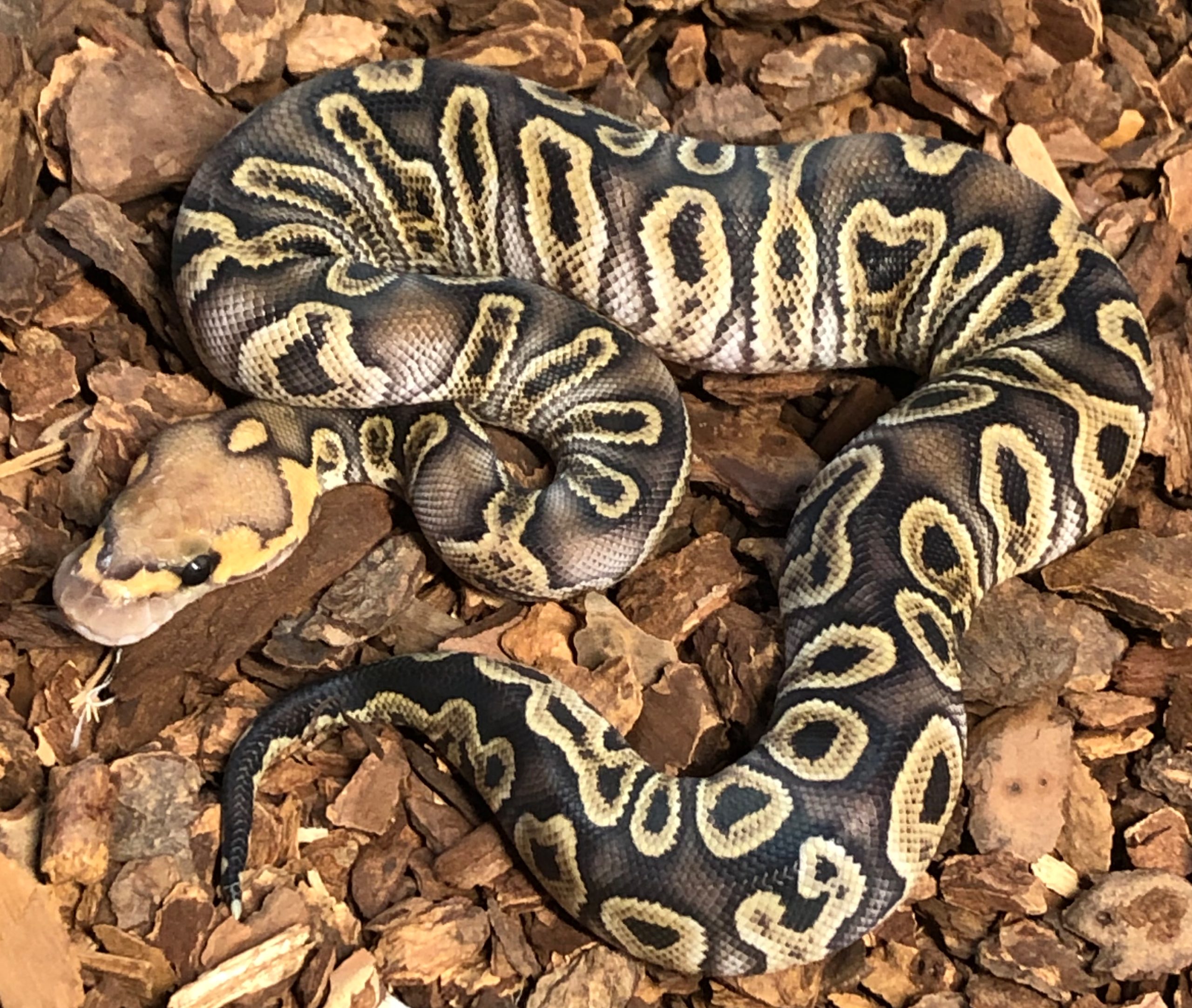 snakes-for-sale-GHI Clown