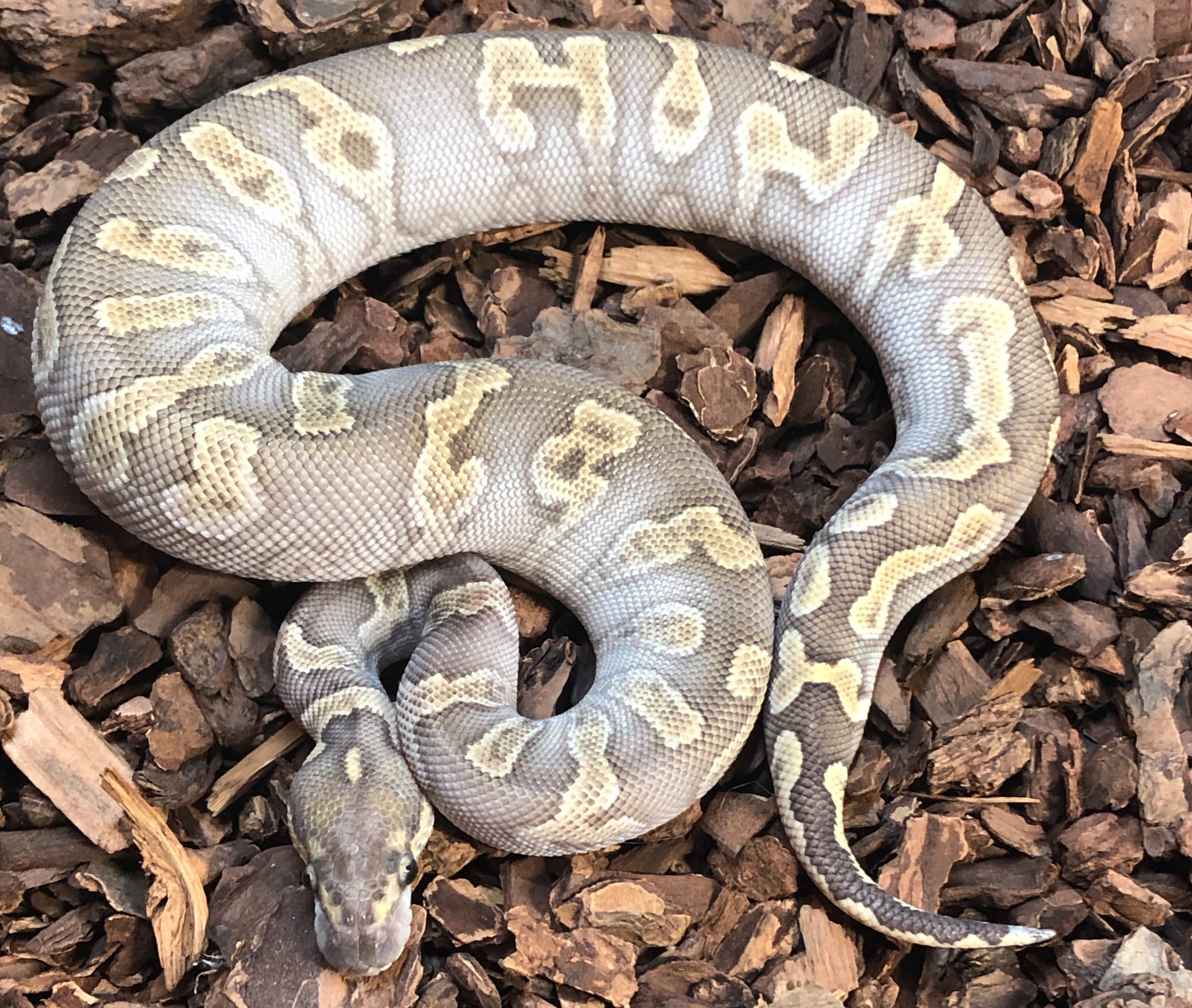 snakes-for-sale-GHI Mojave Clown