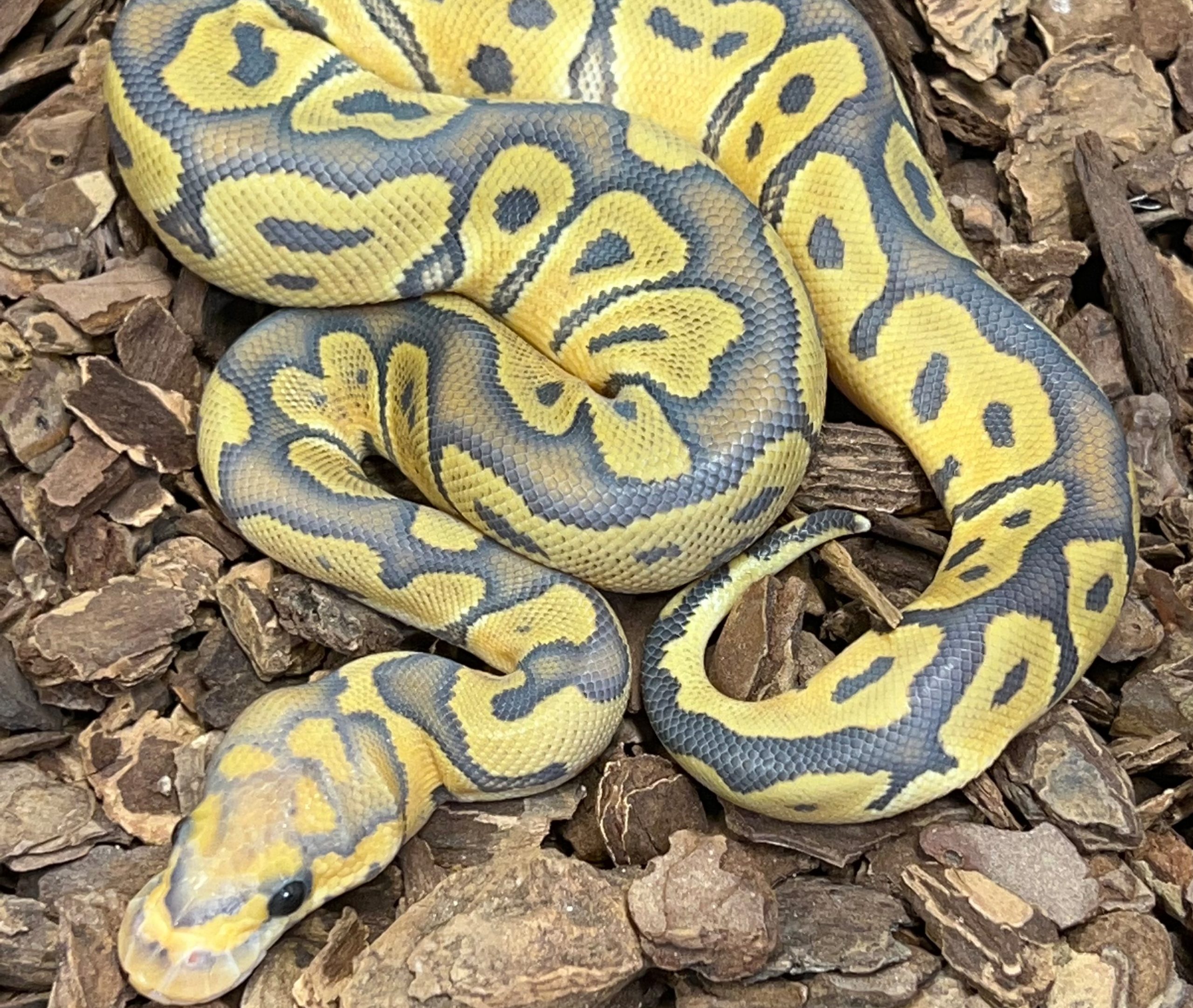 snakes-for-sale-Hypo Clown